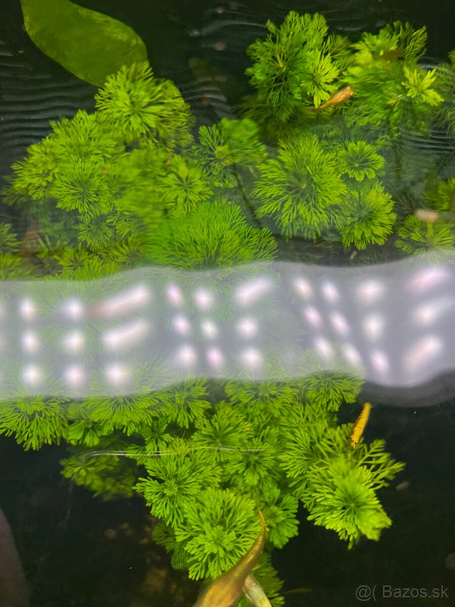 Krevetky Neocaridina - 16