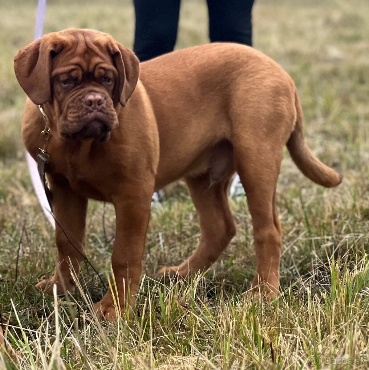 Bordeauxská doga s PP pes - 16