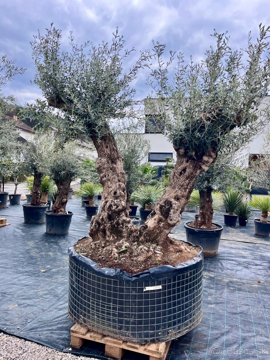 Olivovník - 16