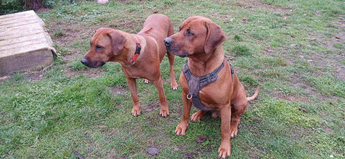 Rhodesian ridgeback - 16