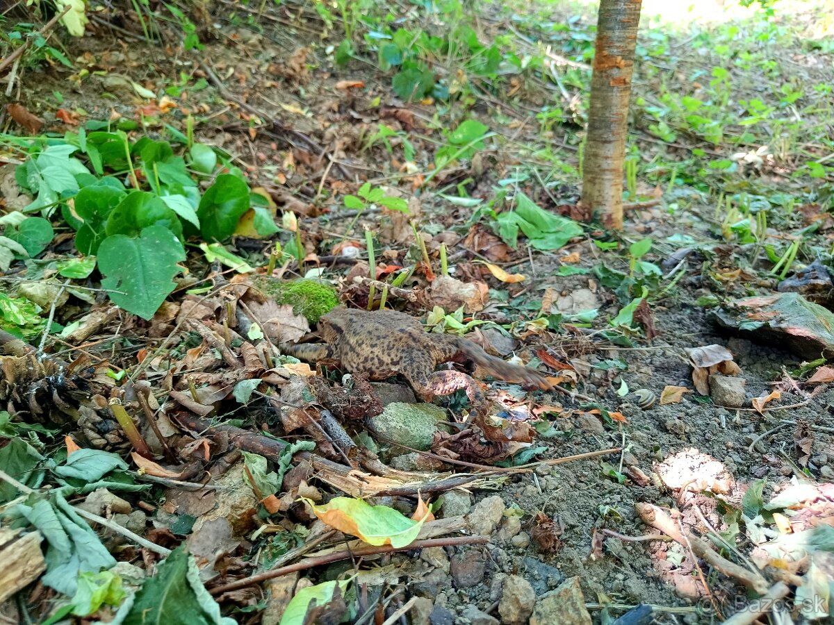 Banicky domcek,chata,chalupa,rekreacny objekt - 16