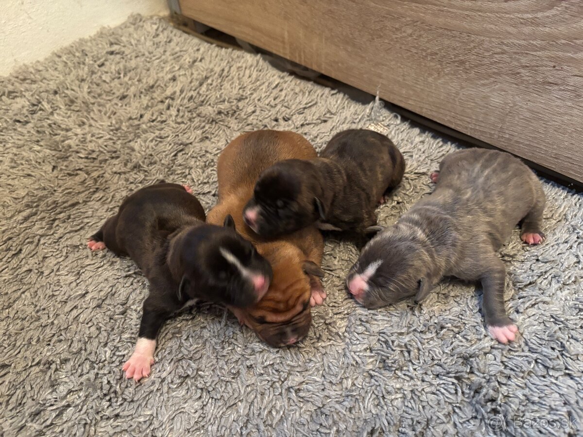 Americký stafordsirsky terier, Stafford, amstaf - 16