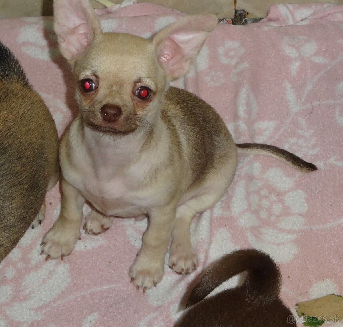 čivava krátkosrstá - 16