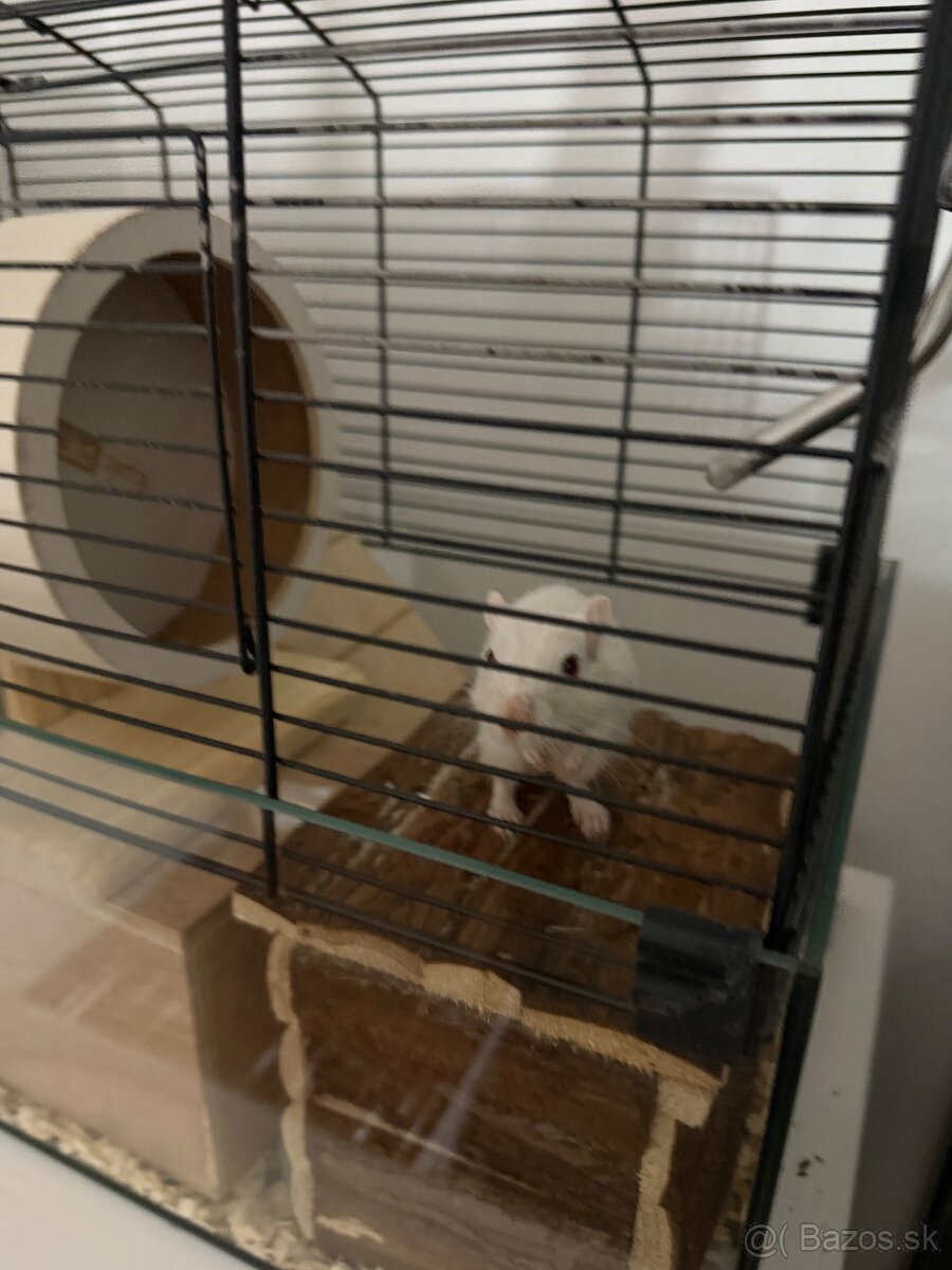 Darujeme pieskomila - 16