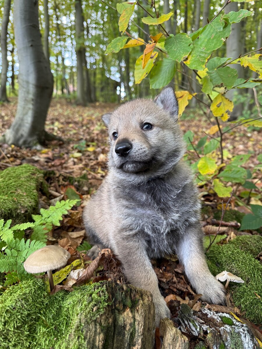 československý vlčiak s PP (FCI) - 16