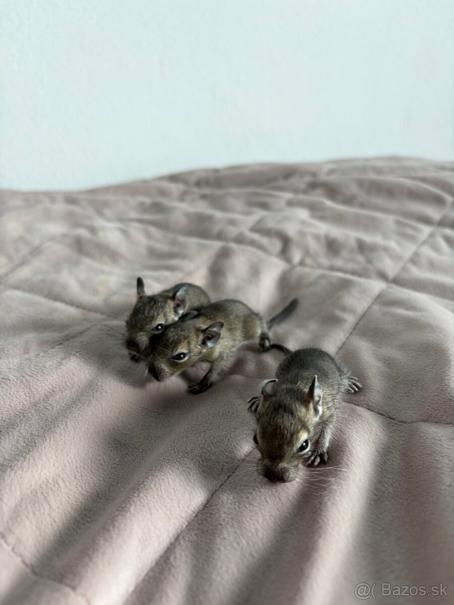 Predám mláďatá osmaka degu🐾 - 16
