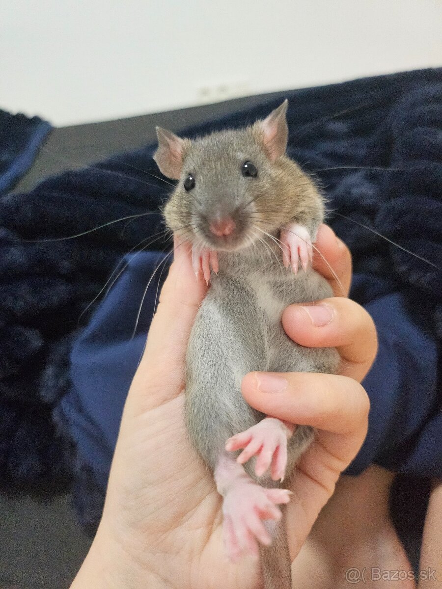Darujem potkaníky - 16