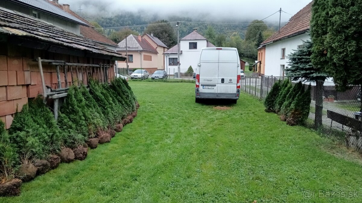 Tuja Smaragd, vavrínovec, červienka, gaštan - Rožňava - 16