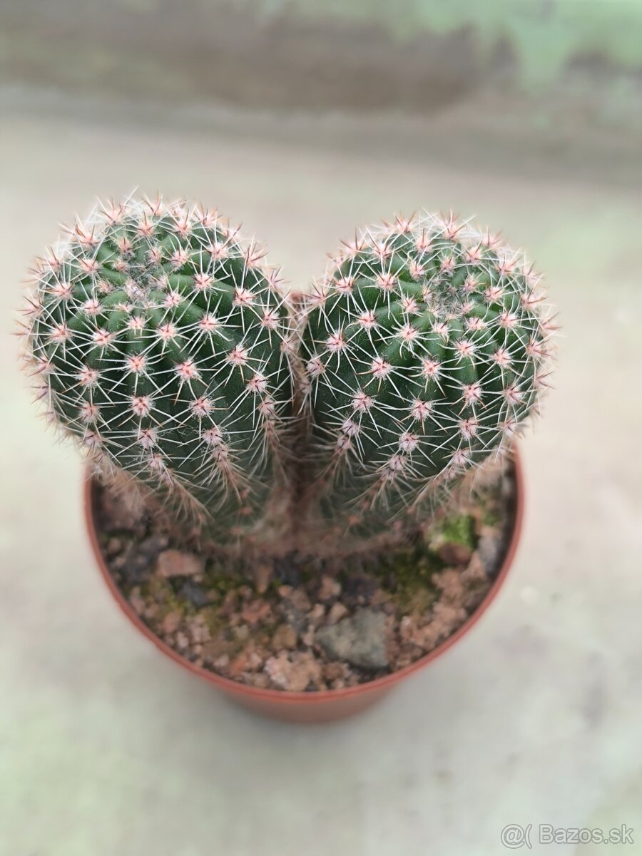 Kaktusy a sukulenty - 16