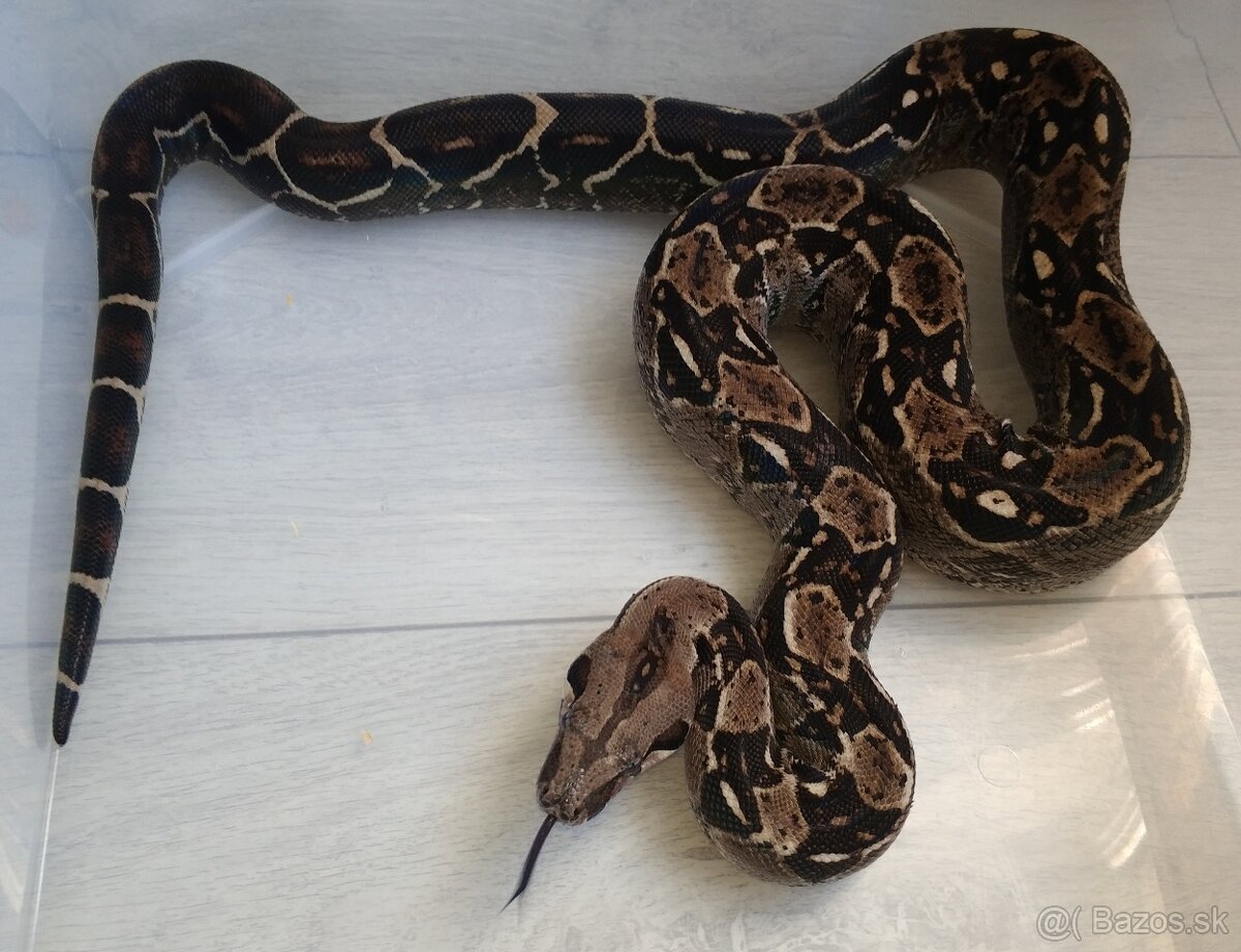 Boa imperator - DH Leopard VPI T+ Albino - 16