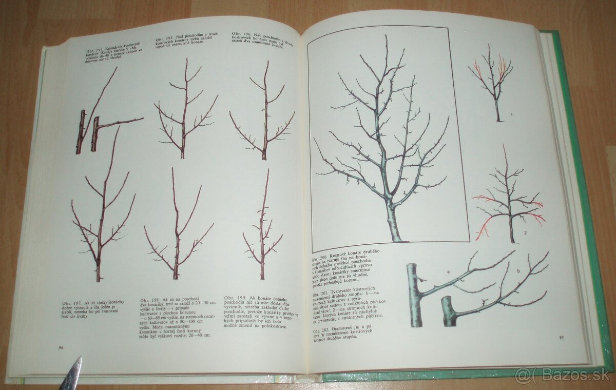 Tvarovanie a rez ovocných drevín - 16