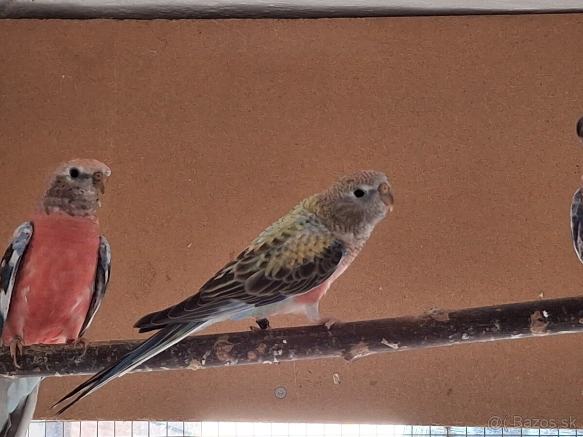 Neofema bourkova - 16