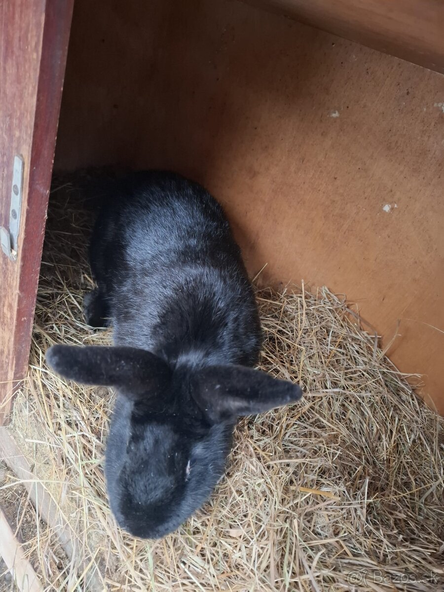 Zajace na predaj - 16