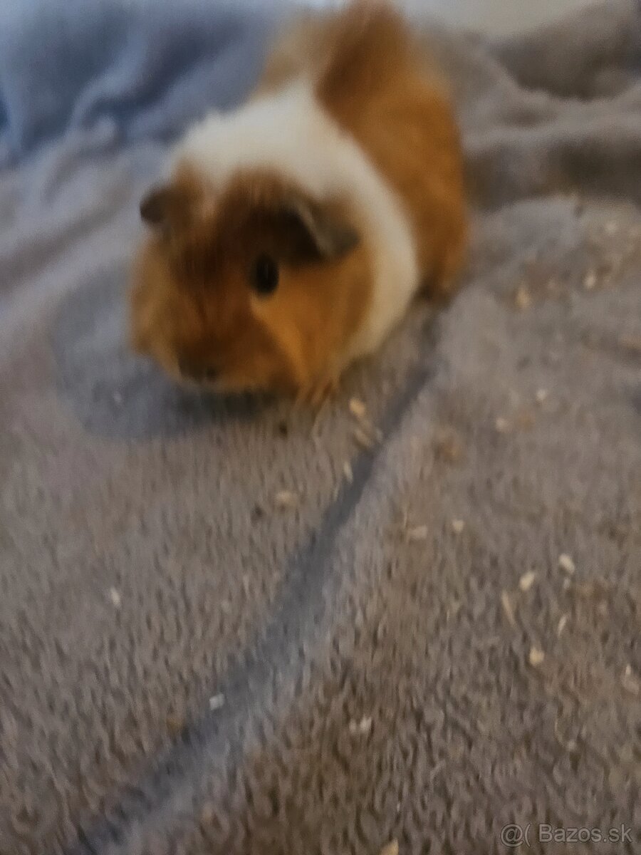 Morske prasiatka - 16