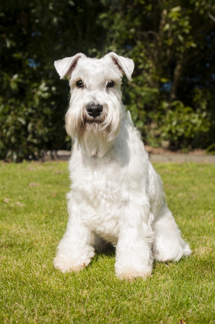 Bradáč malý biely - šteniatka s PP - sučky - 16