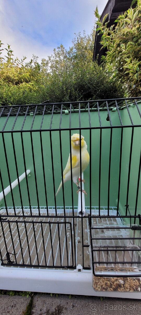 Kanáre kanáriky - 16