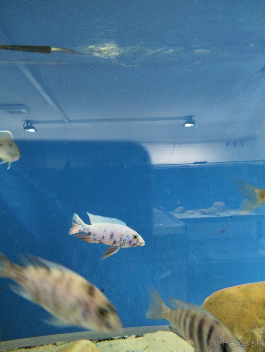 Africké Malawi cichlidy - 16