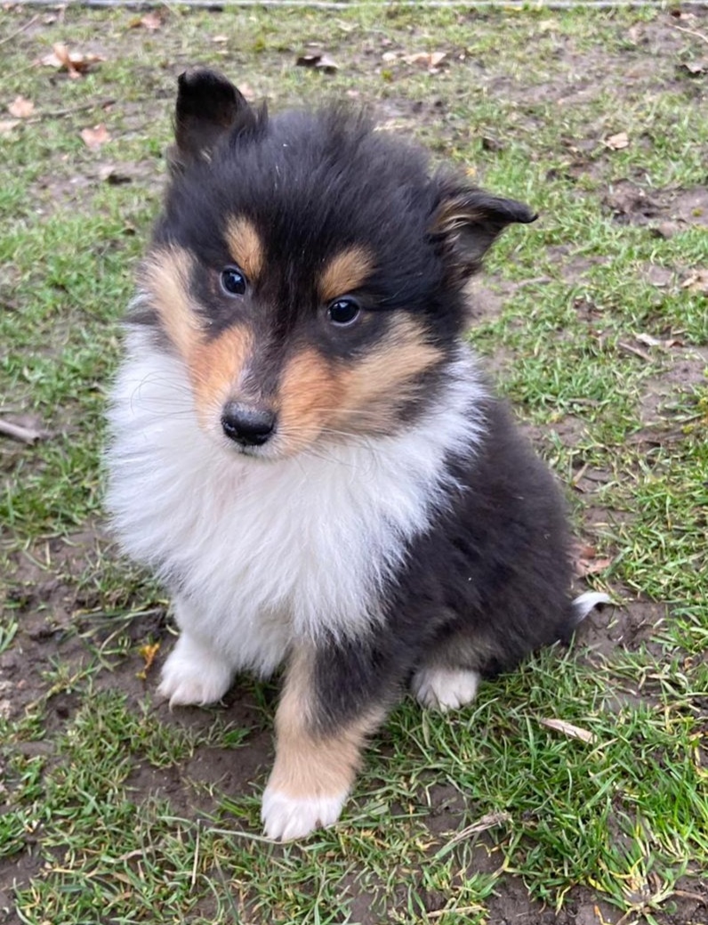 Kolia dlhosrstá - 16