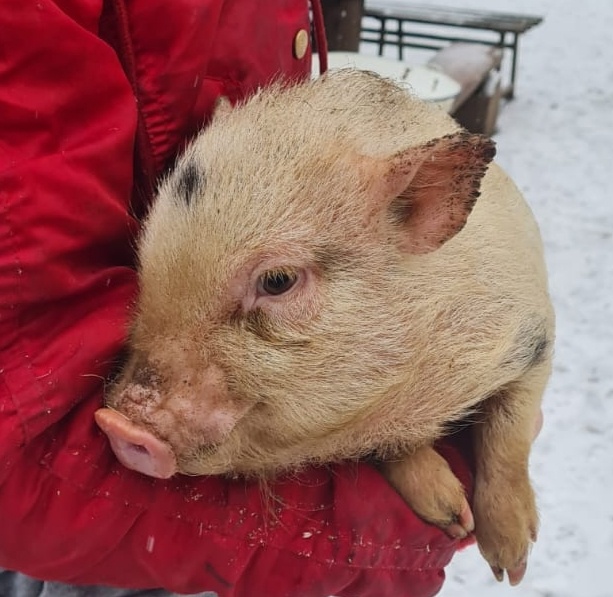 Gottingenské miniprasiatka - 16