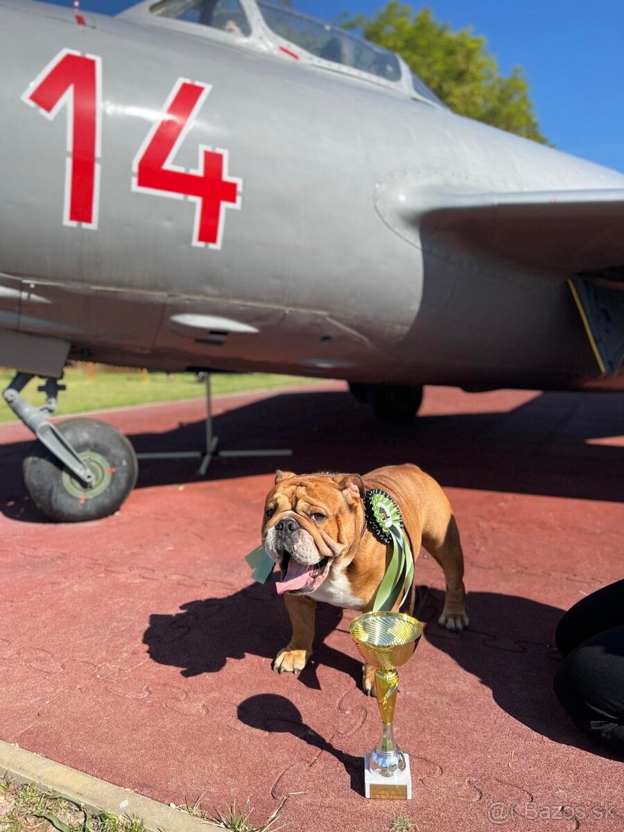 Anglicky Bulldog s PP na KRYTIE, buldog, Buldok , - 16