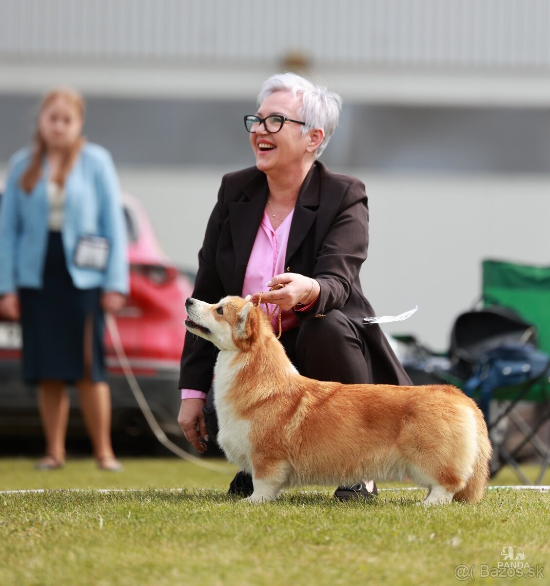 Welsh Corgi Pembroke - 16