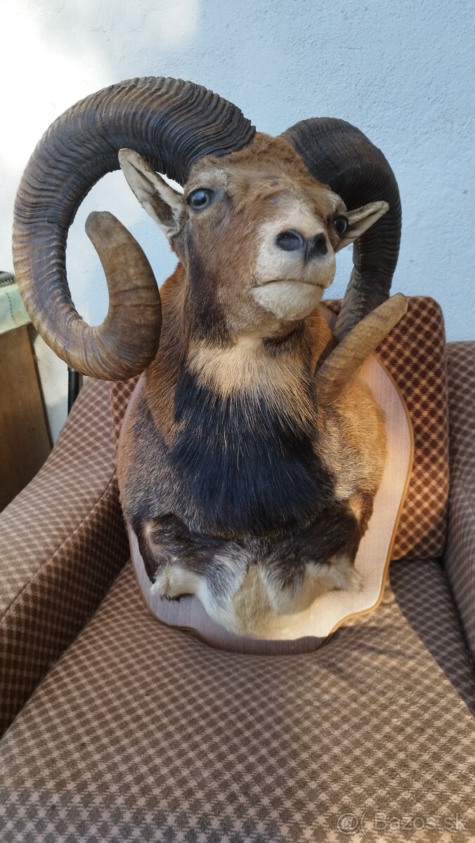 Predám preparát zlatého muflona. Parožie zhody trofeje. - 16
