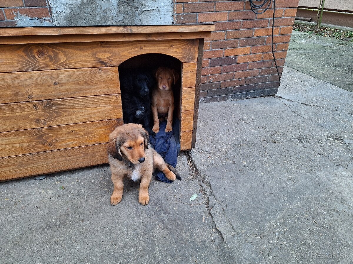 Darujeme šteniatka - 16