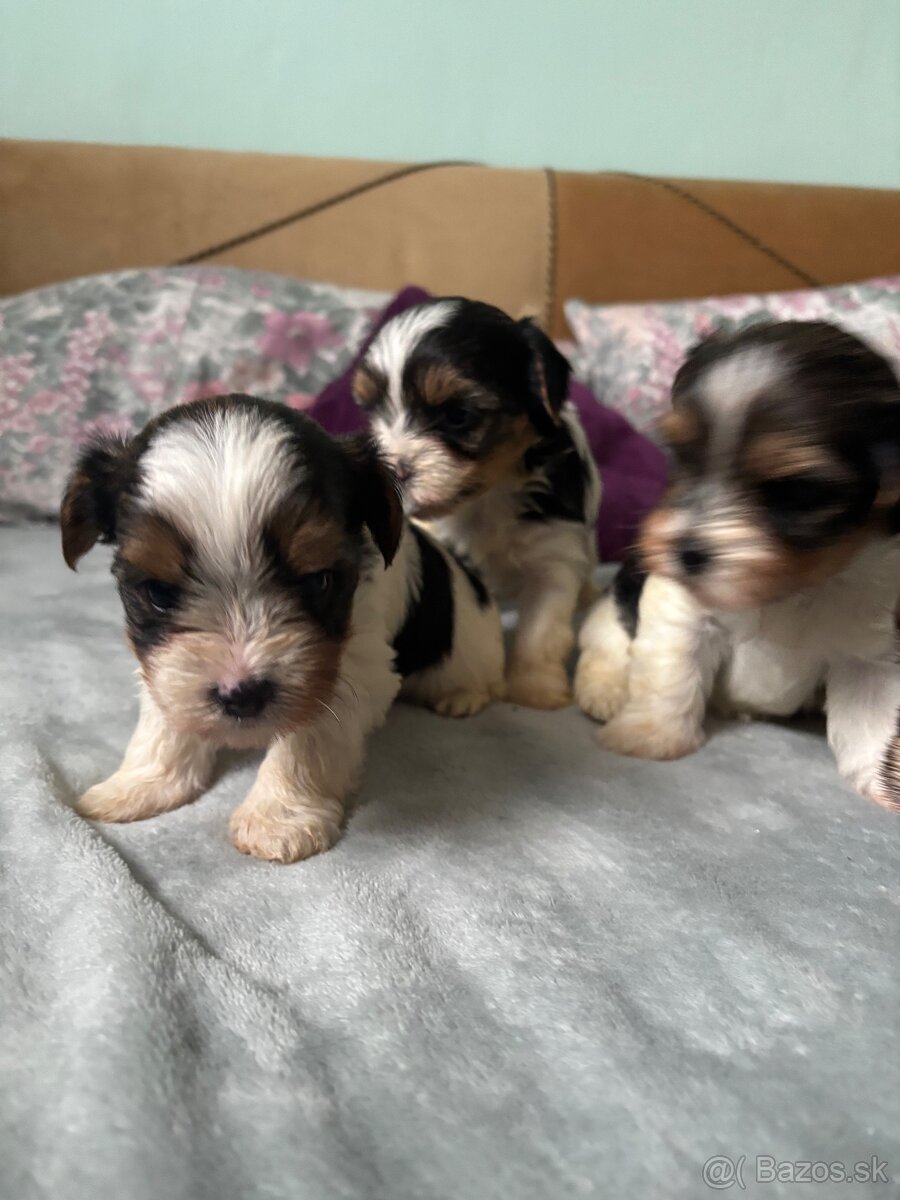 Biewer yorkshire terier - 16