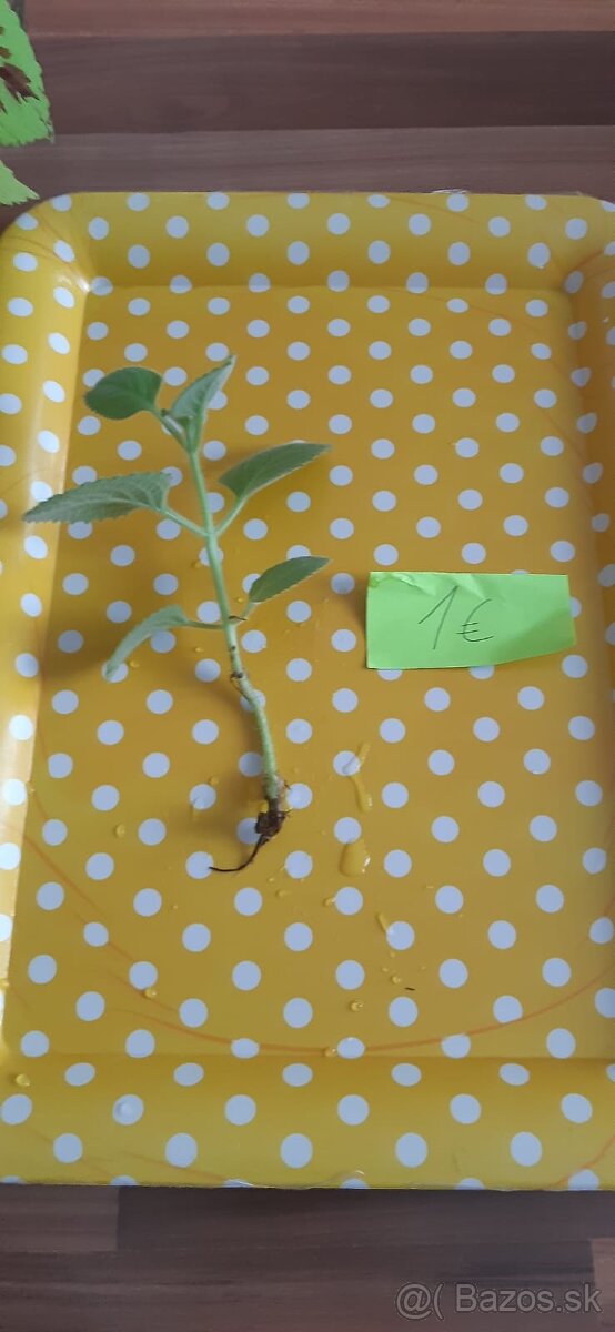 Zakorenené izbove rastliny - 16