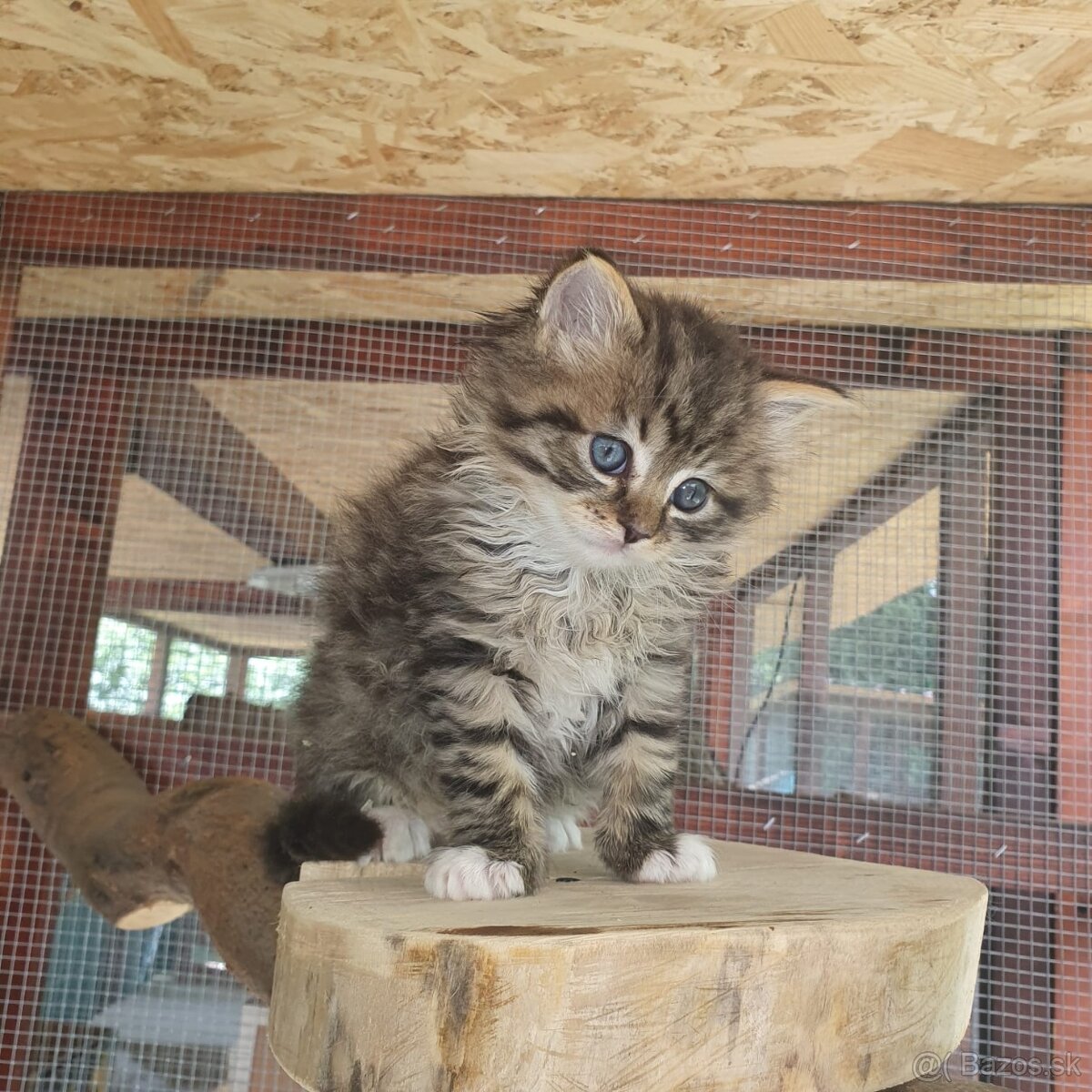 Ponukam maciatka - 16