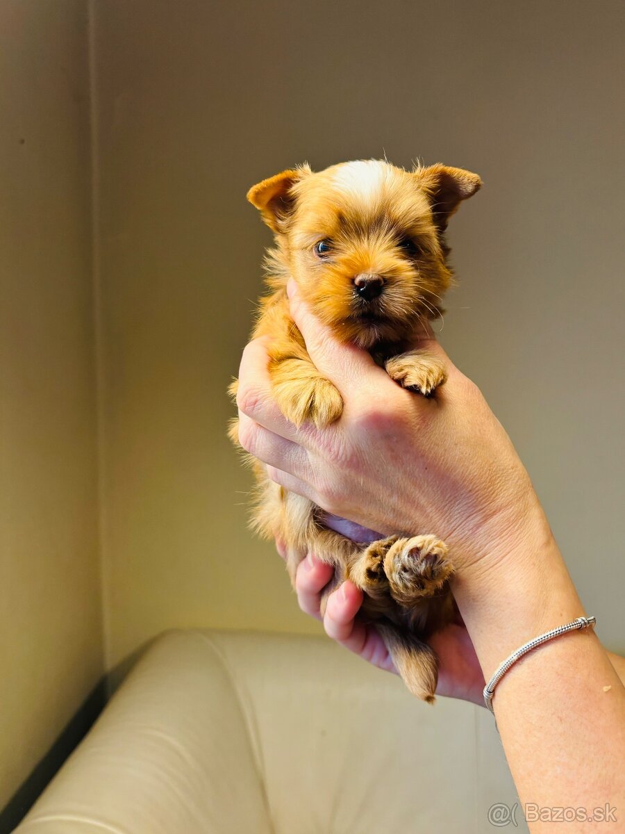 Golddust s PP, Yorkshire s PP, York - 16