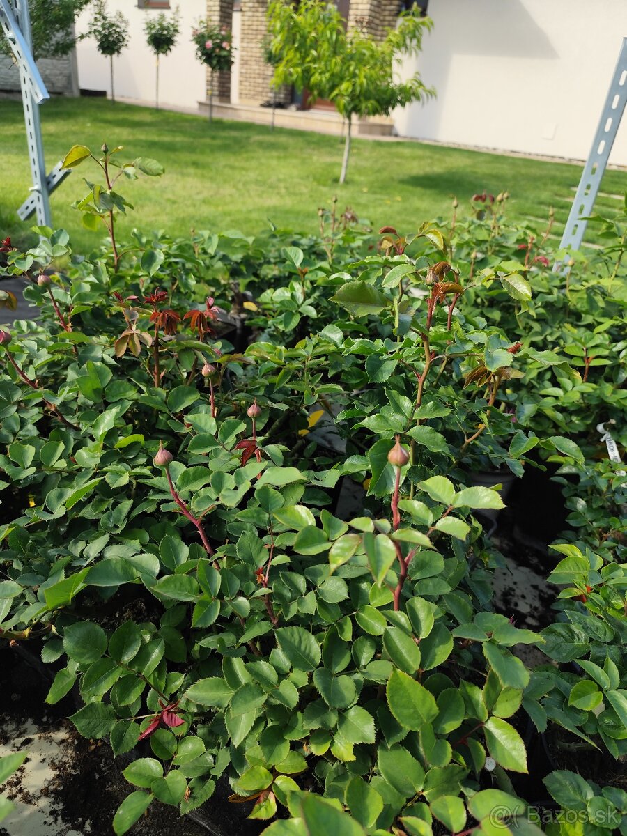 Ruže, rózsa, stromčekové ruže, rózsafa - 16