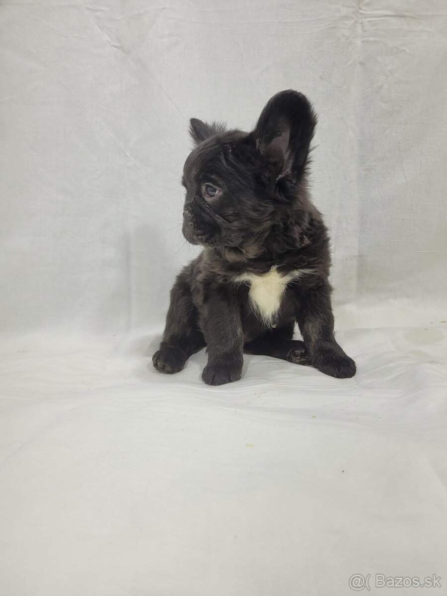 Francúzsky buldoček - 16