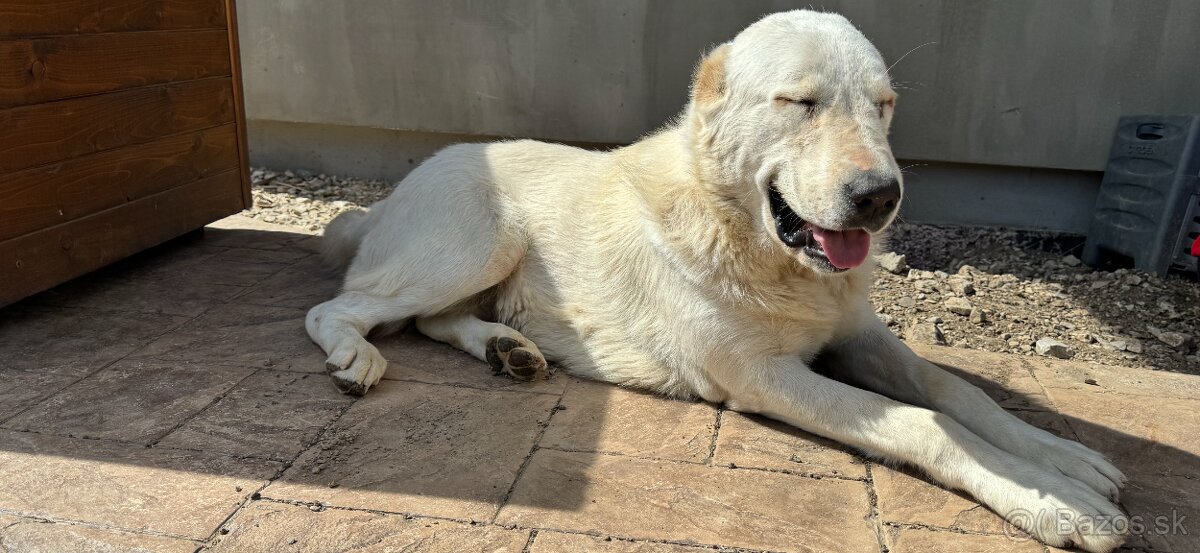 Stredoázijský ovčiak SAO - 16
