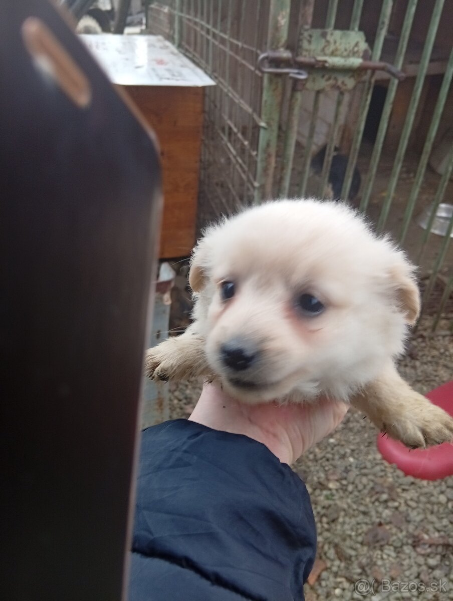 Predám 8-týždnové šteniatka 1 za 20€ - 16