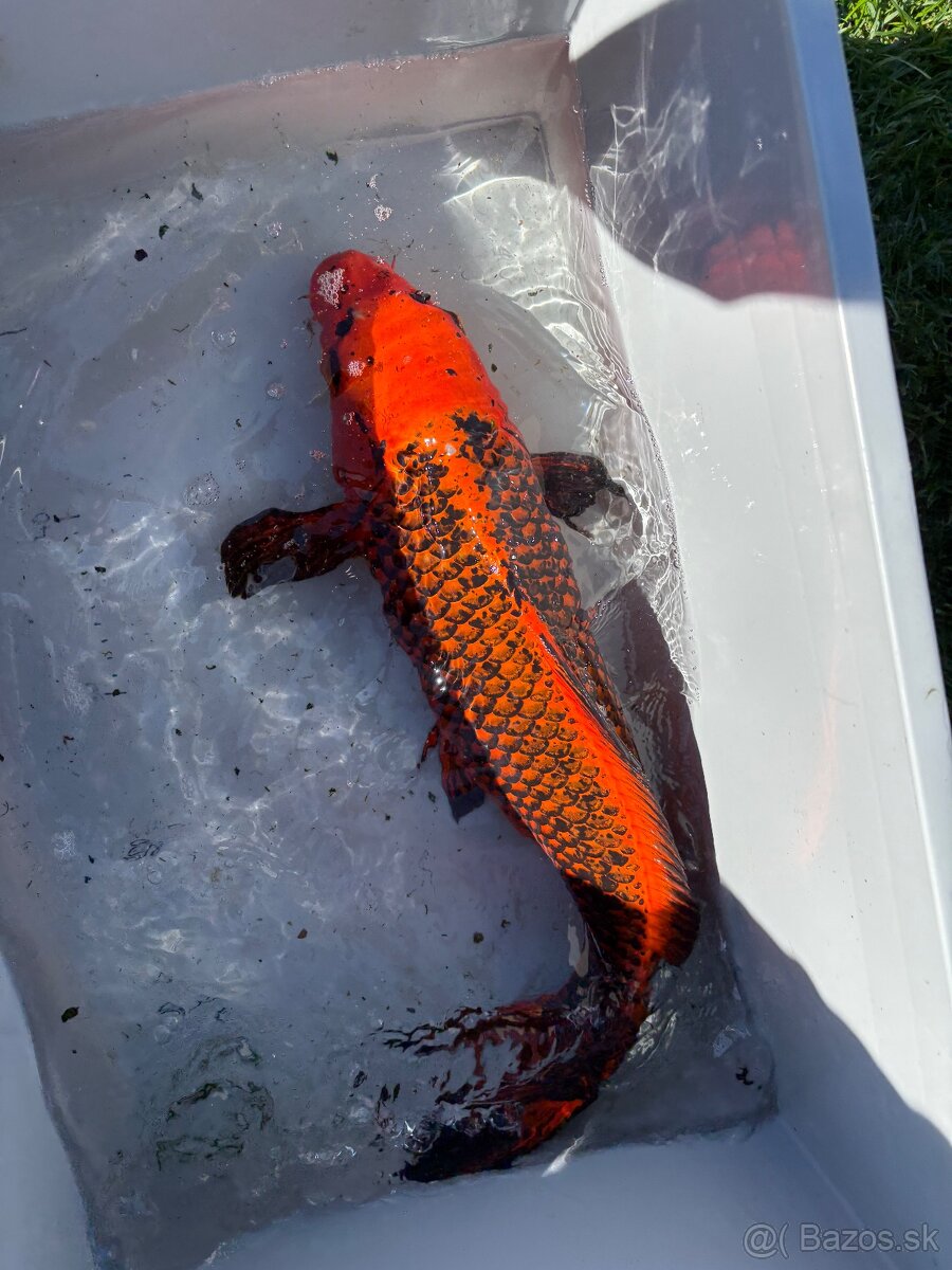 Japonské Koi kapre - 16