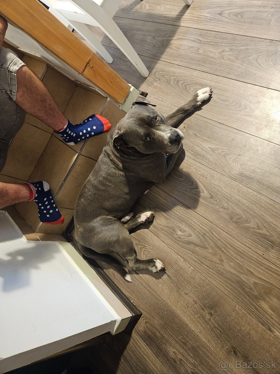 Krytie - Americky Stafordsirsky terier - 16