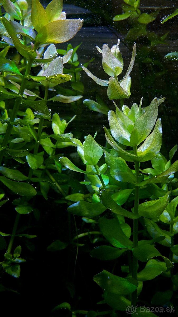 Krevetky, akvarijné rastlinky - 16