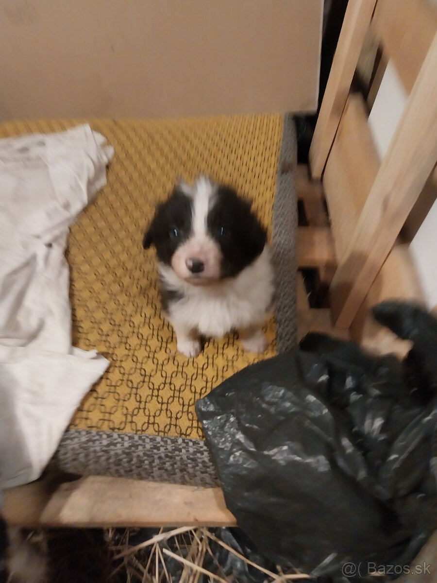 Šteňatá Border kólie - 16