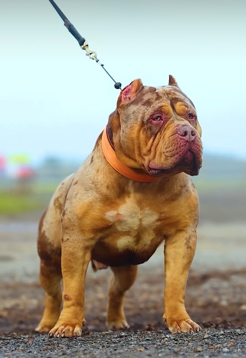 American Bully XL (Pitbull XXL) - 16