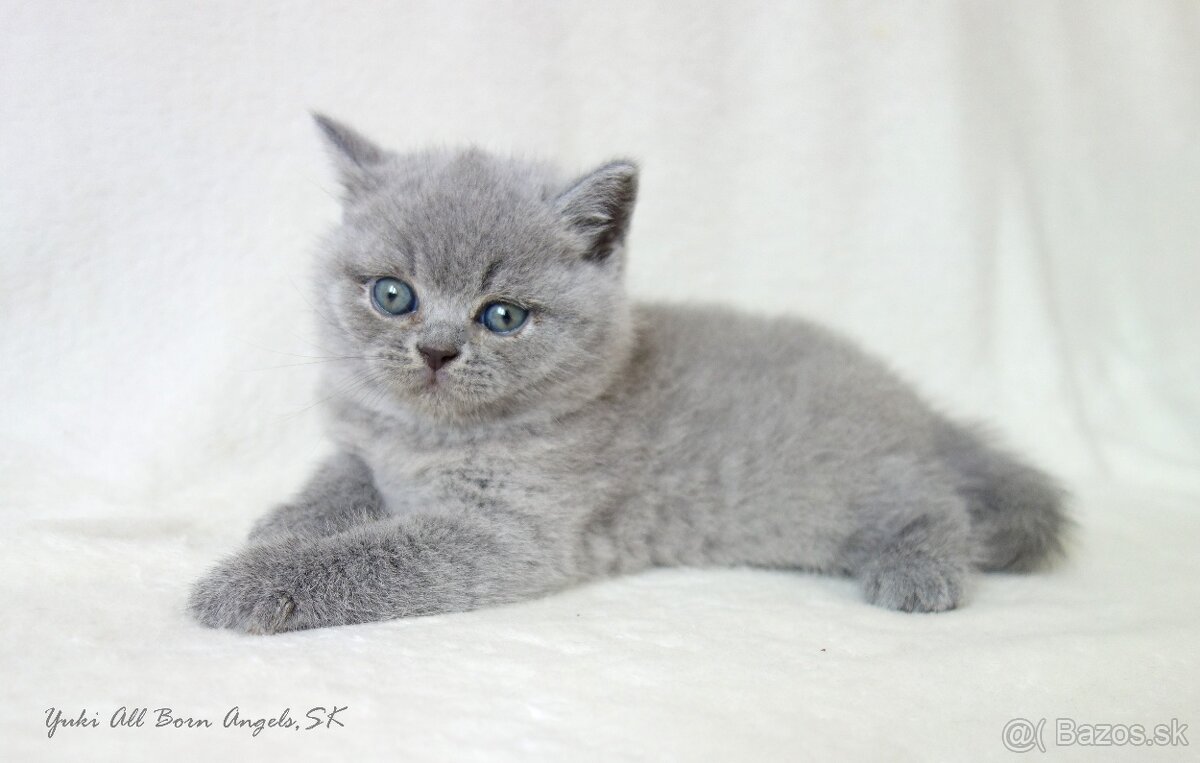 Britské mačiatka s PP ♥ - 16