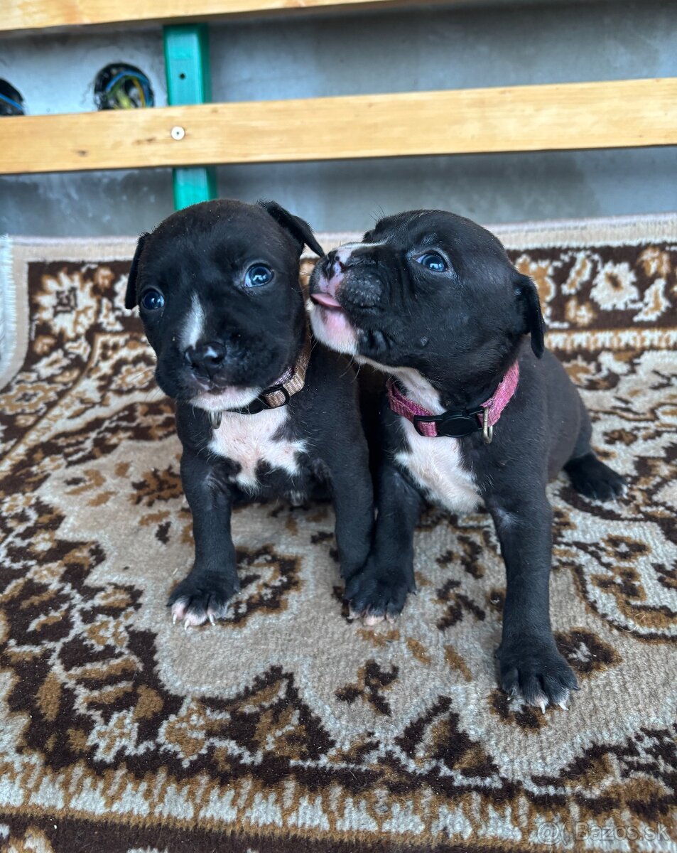 Americký stafordsirsky terier, Stafford, amstaf - 16