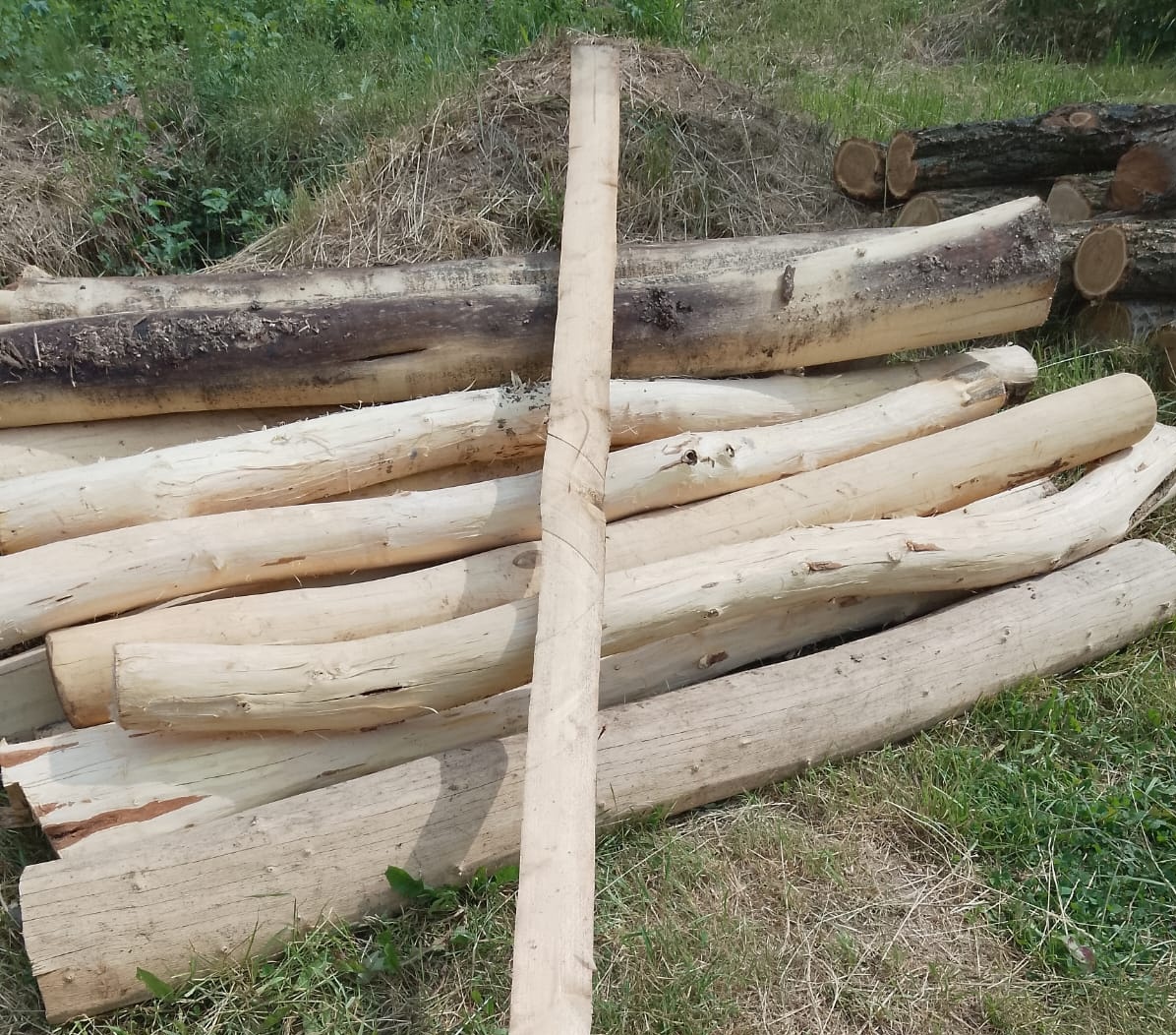 Agát, Agátové ploty - 16