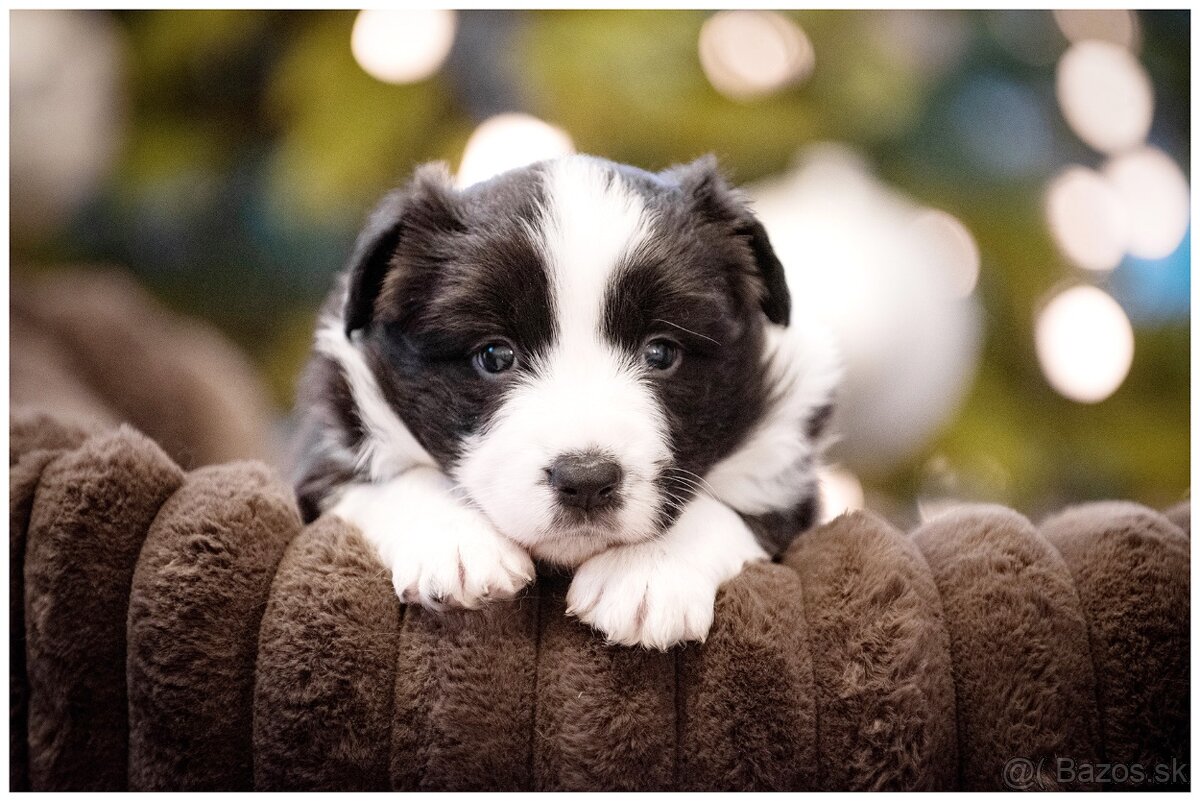 Border Collie Border Kolia s PP FCI - 16