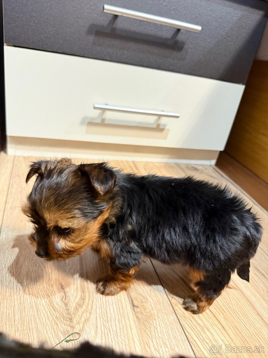 York, Yorkshire, Yorkshire terier, mini yorkshire - 16