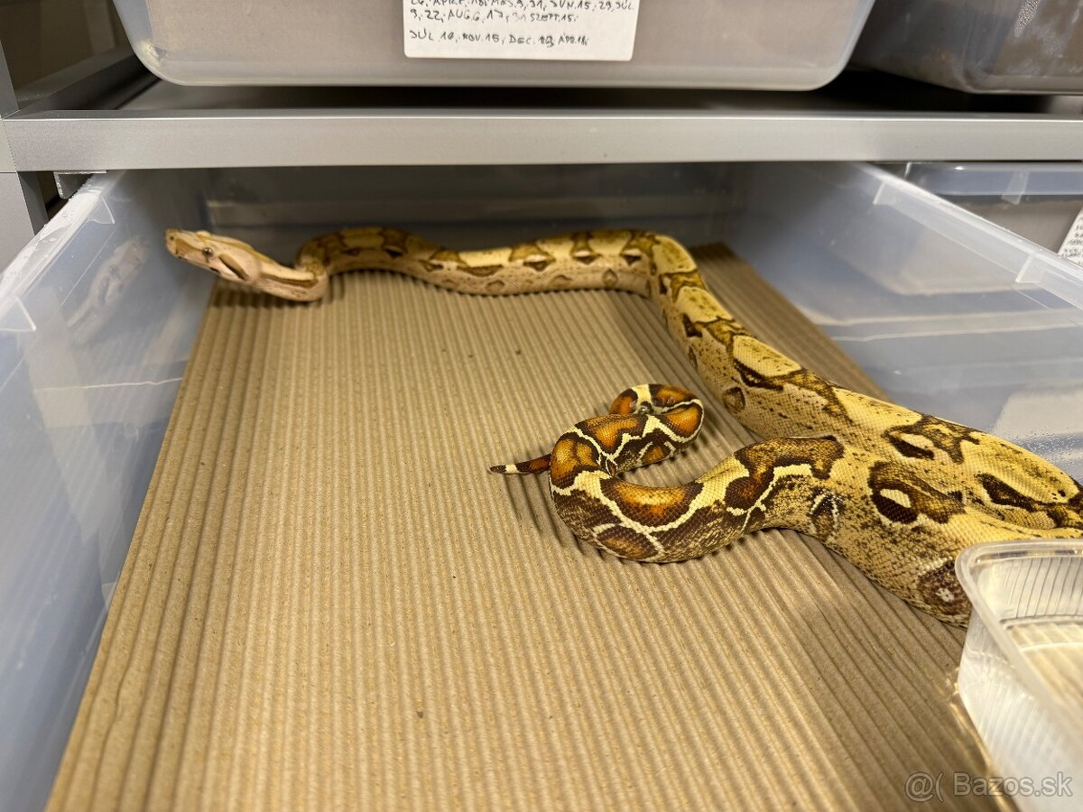 Boa Constrictor - Velhad kralovsky - 16