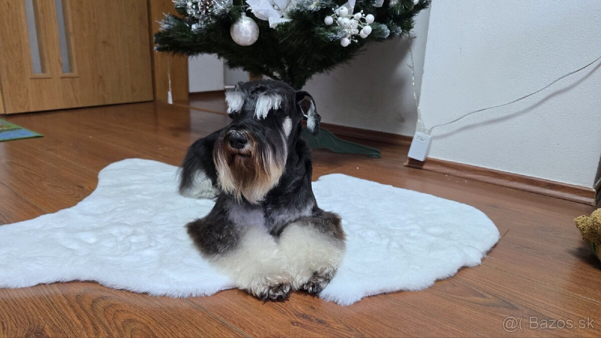 Malý čiernostrieborný bradáč - 16