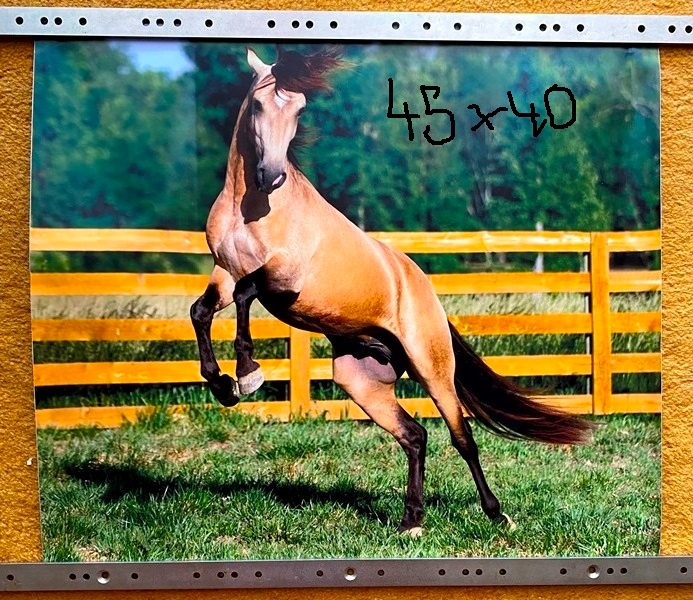 NHL kartičky, tapety koňov,... - 16