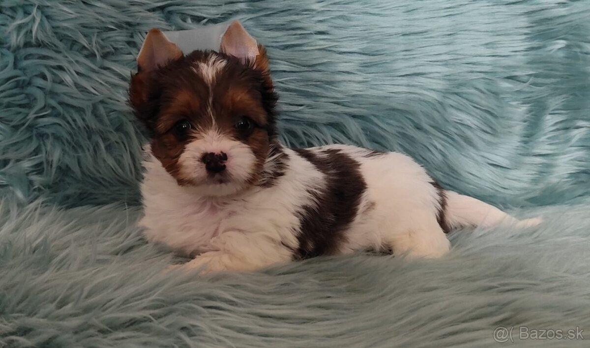 Yorkshire teriér, Biewer, Biro, Yorkshire teriér s PP - 16