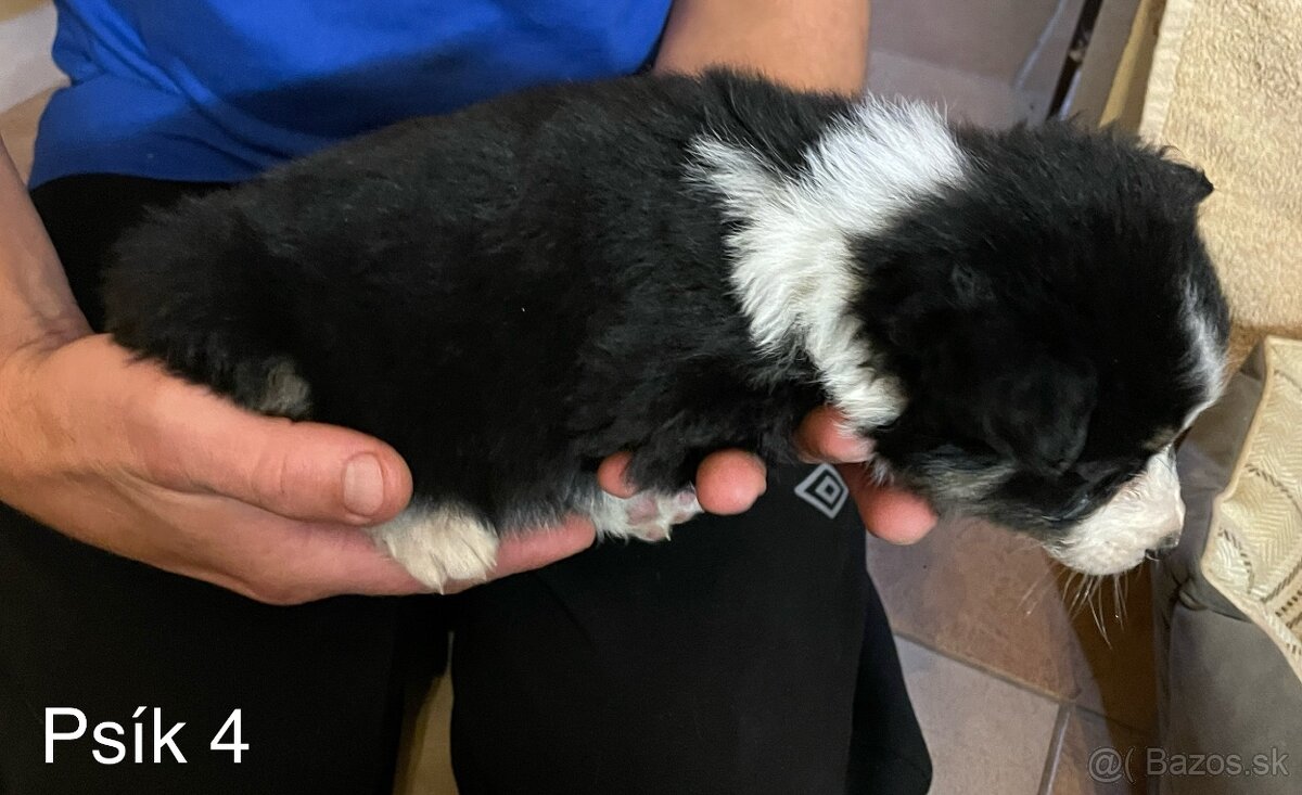 Border kólia - šteniatka - 16